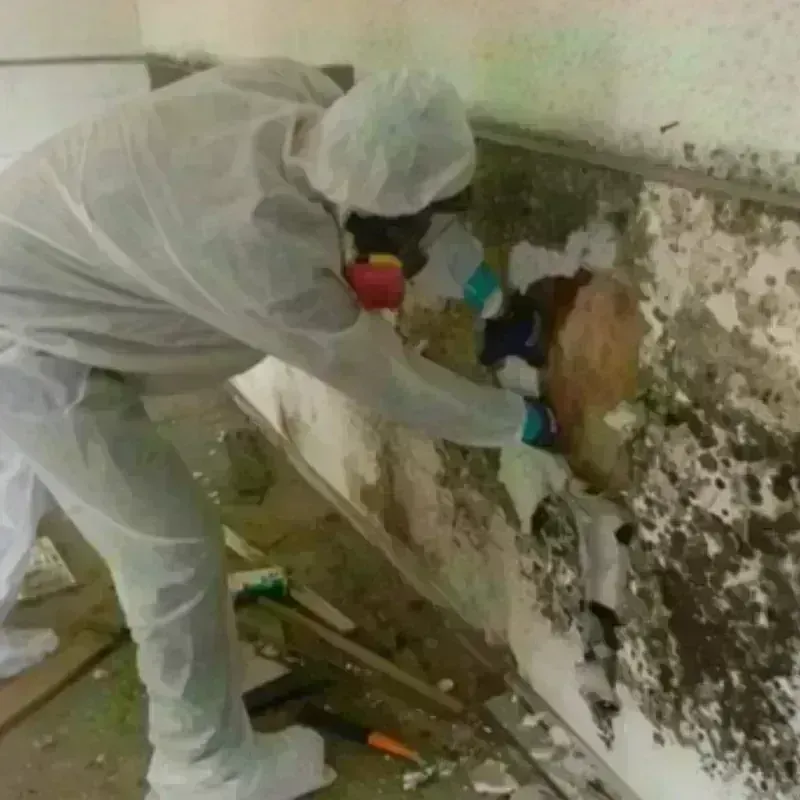 Mold Remediation and Removal in Carbondale, IL